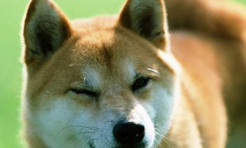 南寧哪里有賣柴犬