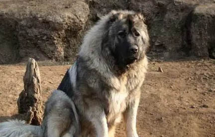 狗狗犬瘟病能在家治療嗎
