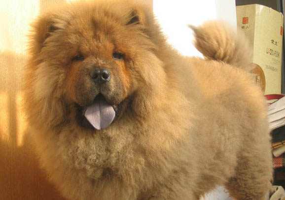 松獅犬多少錢一只 成年