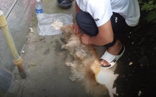 狗得了腸炎用慶大霉素多少