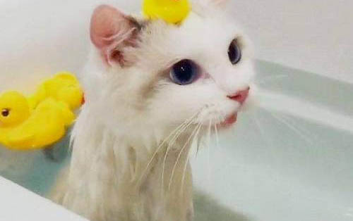 如何正確使用貓薄荷?