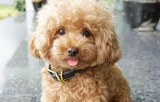 泰迪狗可不可以吃桃子