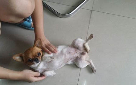 怎么判斷狗是不是細(xì)小