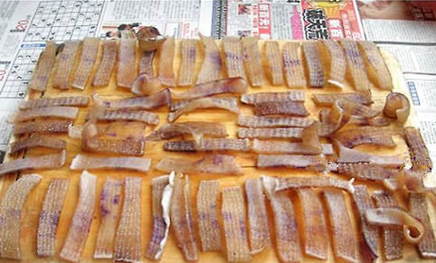 家養小型犬有哪些呢