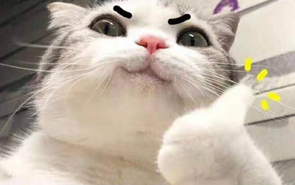 小貓感冒了流鼻涕怎么辦