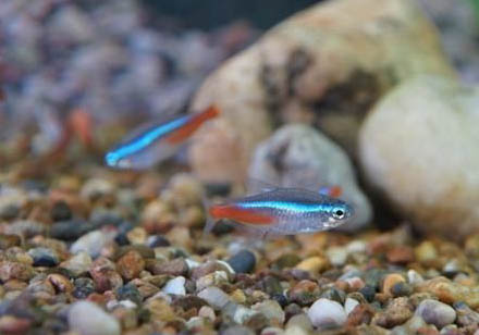 紅綠燈魚好養活嗎