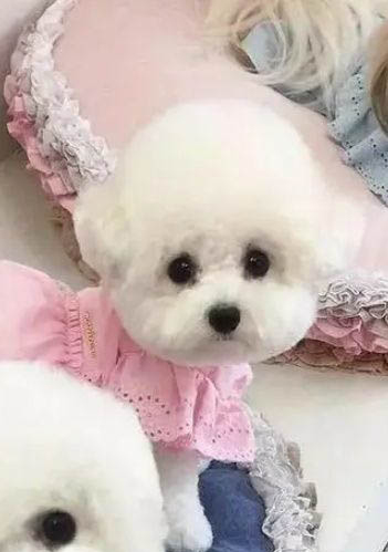 哪里有比熊犬舍