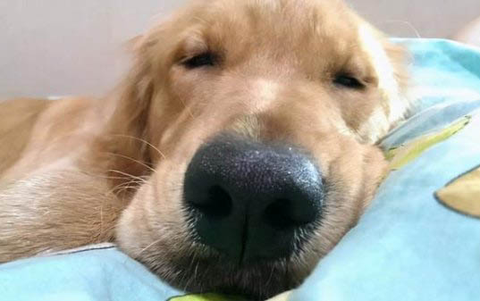 兩個月大的狗狗一天應該吃多少
