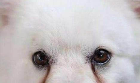狗外耳炎怎么治療