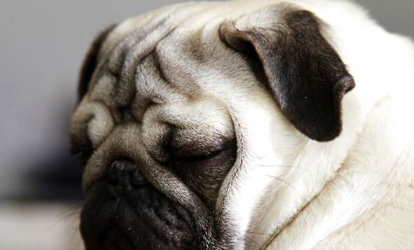 巴哥犬流眼淚眼屎多的原因及處理方法