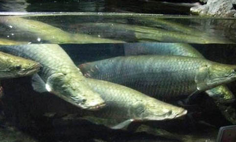 小區(qū)停電一天魚缸咋辦