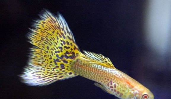 孔雀魚水溫最低多少