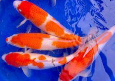 冬天錦鯉魚多久喂一次