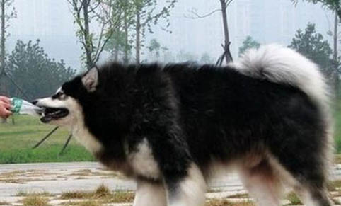 棉花面紗犬哪里有賣