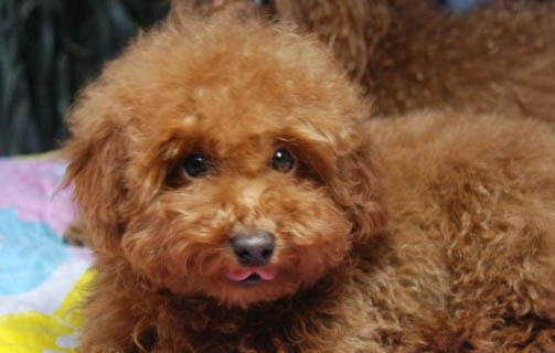 狗狗懷孕了要注意什么?