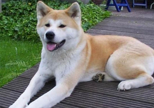純種秋田犬如何挑選