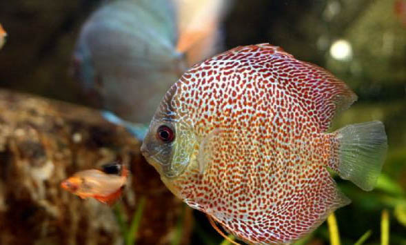 什么魚可以和櫻花蝦一起養