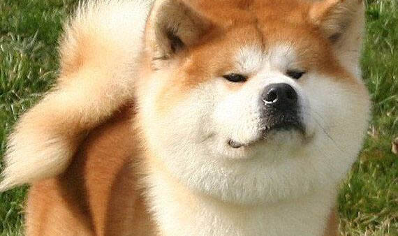 秋田犬和柴犬哪個貴