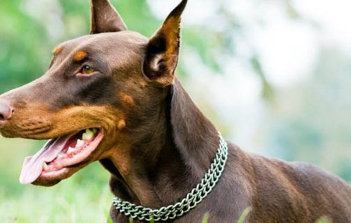 德國杜賓犬圖片