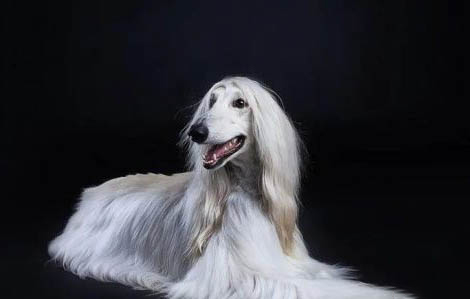 波音達(dá)獵犬打嗝
