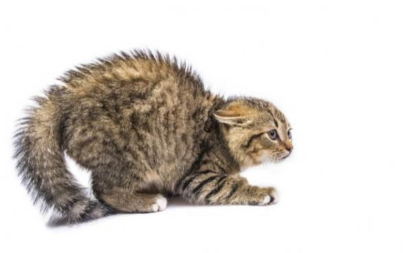 小貓咪可以吃什么