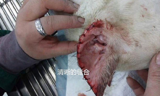 杜高犬不剪耳朵可以嗎