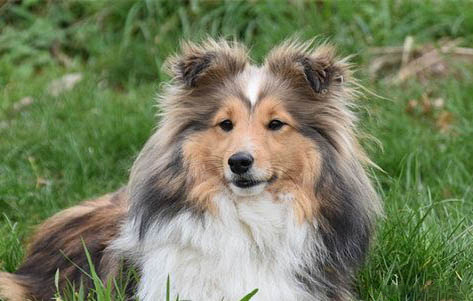 蘇牧犬和喜樂蒂的差別