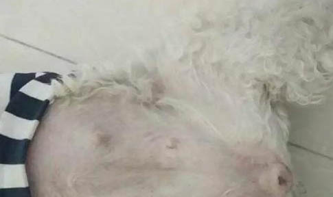 在哪里買狗狗比較放心便宜