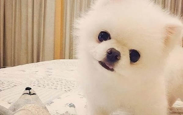 狗狗為什么會不停自己走丟