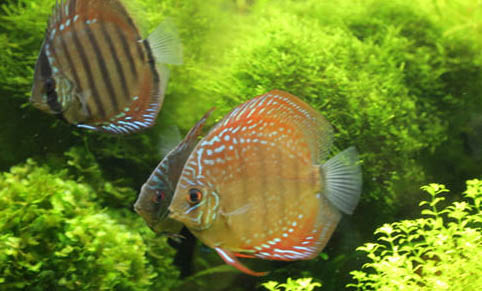 七彩神仙魚換水方法