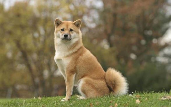 狗狗受內傷去世前兆