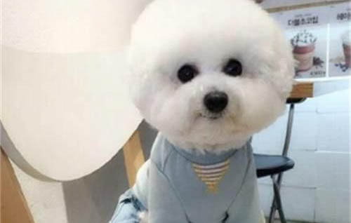 怎么分辨狗狗宮縮