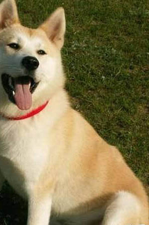 秋田犬怎么訓練