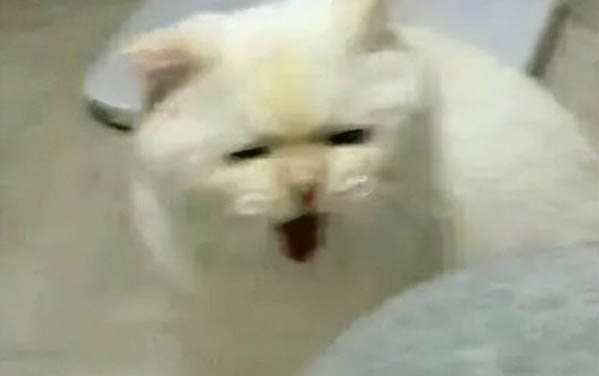 貓被打了之后縮著不動怎么辦呀
