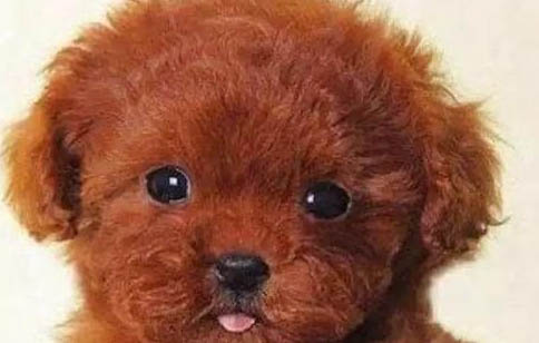 泰迪犬有沒有尾巴