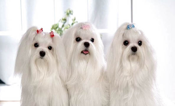 馬爾濟(jì)斯犬口吐白沫的原因及處理方法