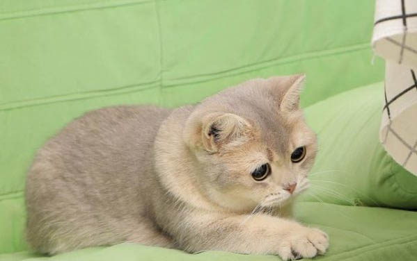 日常飼養(yǎng)貓咪應(yīng)該要注意哪些事項