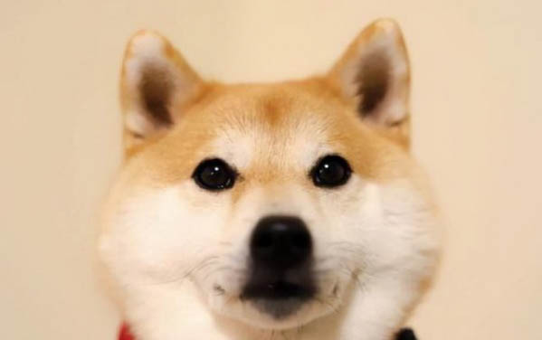 如何才能放心的讓狗狗獨(dú)自在家