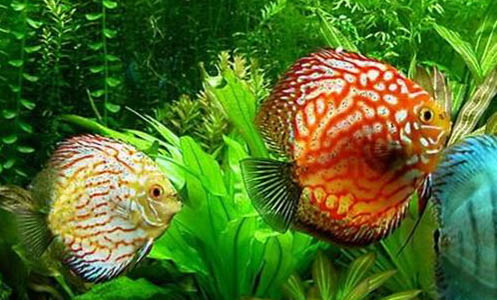 瑪麗魚生完小魚需要單獨養殖嗎