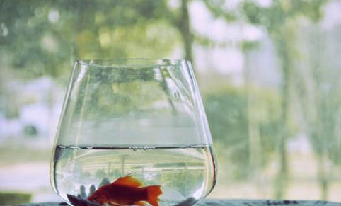 魚為什么會趴缸