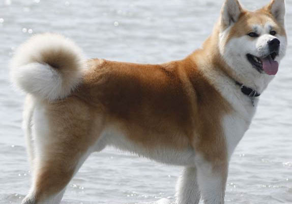 秋田和柴犬的區別有哪些