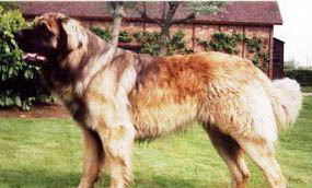 斗牛獒犬真菌感染原因及處理