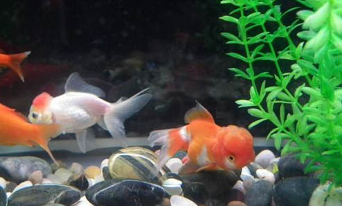 埃斯里森魚子醬狗糧如何