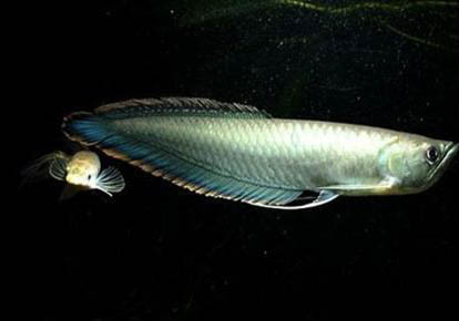 金魚怎么分雌雄?
