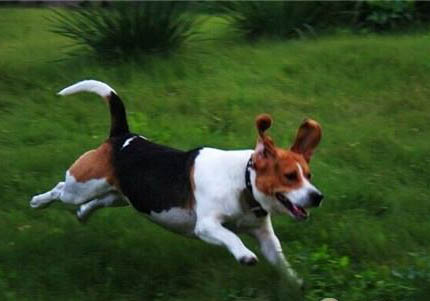 比格犬相當于人幾歲的智商？