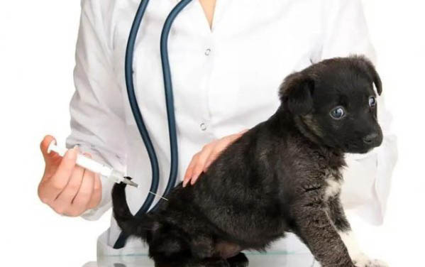 狗狗夏天怎么給他降溫