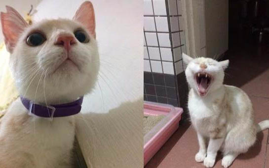 小貓突然不吃東西的原因