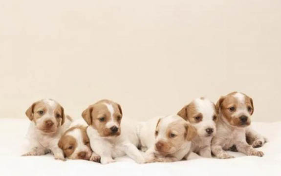 犬瘟治好多久可以跟別的狗接觸