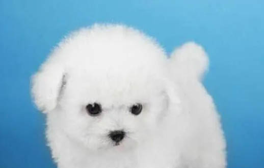 貴賓犬如何養(yǎng)