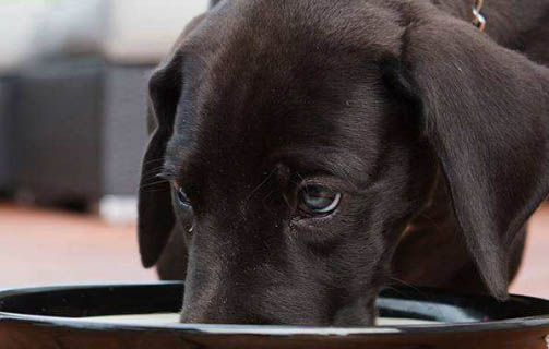 狗懷孕時(shí)得犬瘟?xí)绊懶」穯? /></div></div>
			</article>			
        </div>
		<aside class=